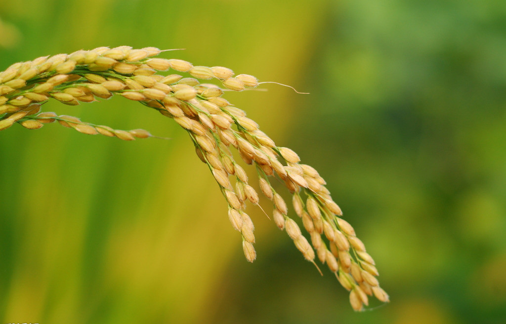  p>新系袁氏大穗是集产量高,米质好,分蘖力强,穗大粒多等几大特点于一