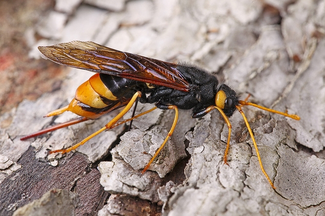  p>泰加大树蜂, i>urocerus gigas taiganus /i> beson,树蜂科大树蜂