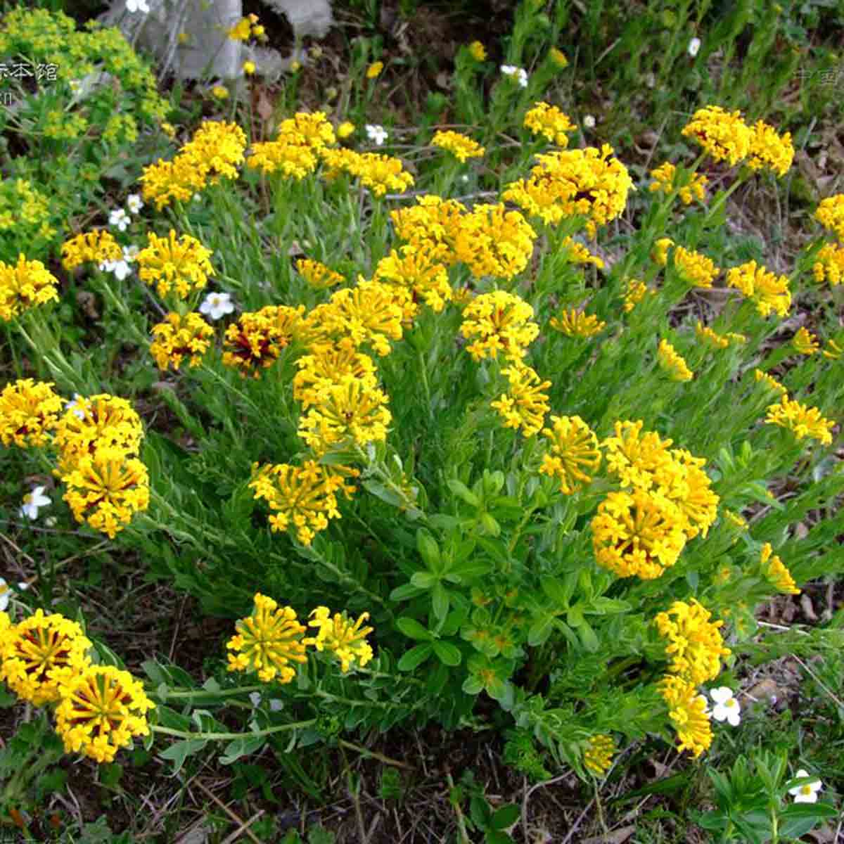 是瑞香科狼毒属多年生草本植物.
