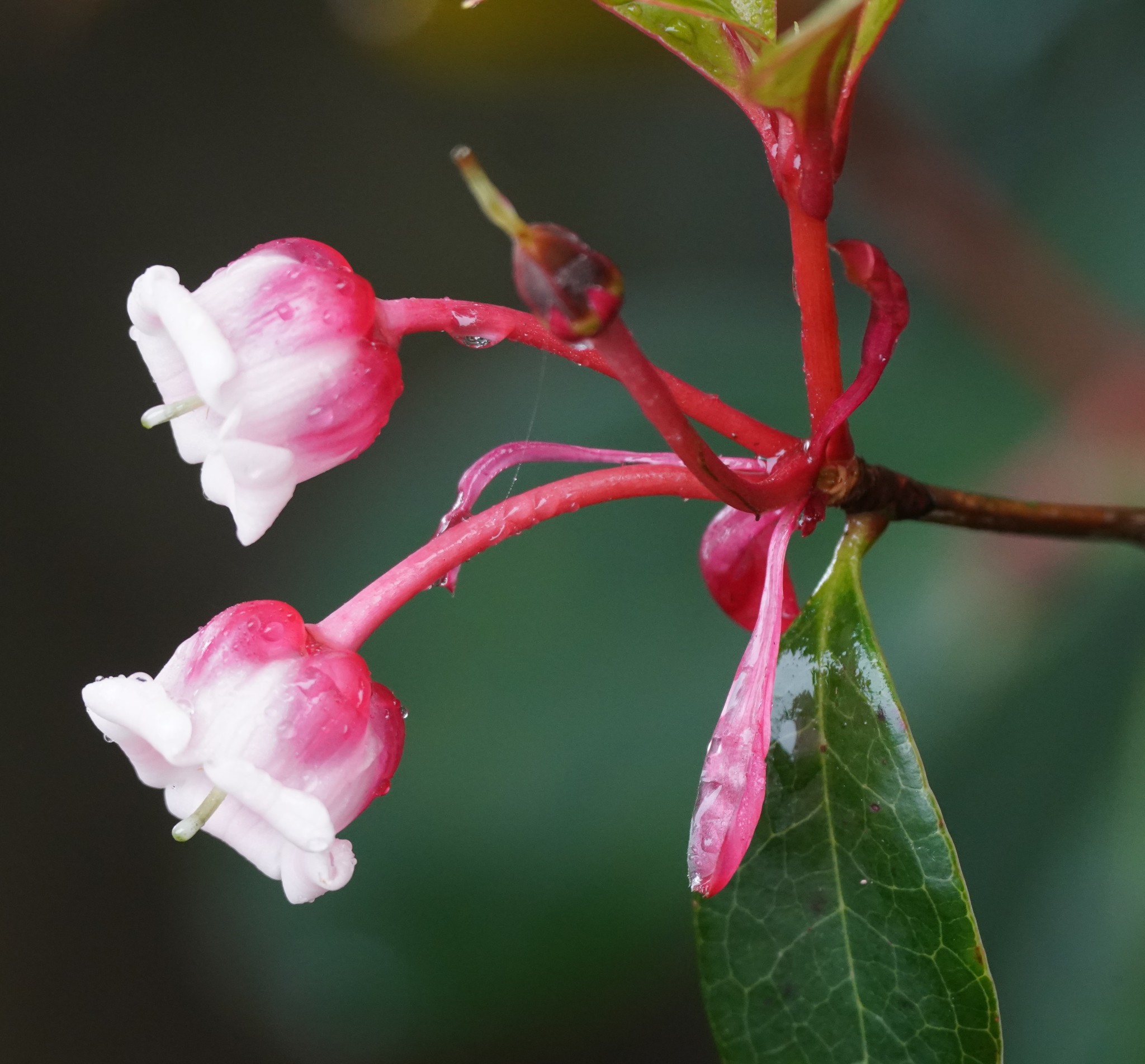  p>吊钟花(学名: i>enkianthus quinqueflorus /i> lour.
