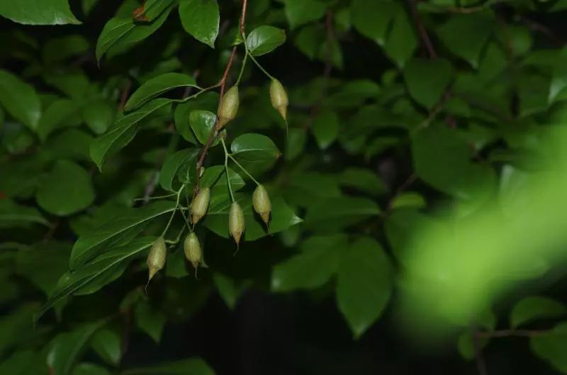 秤锤树，国家二级保护濒危树种，不要让它们在地球上消失_百科TA说