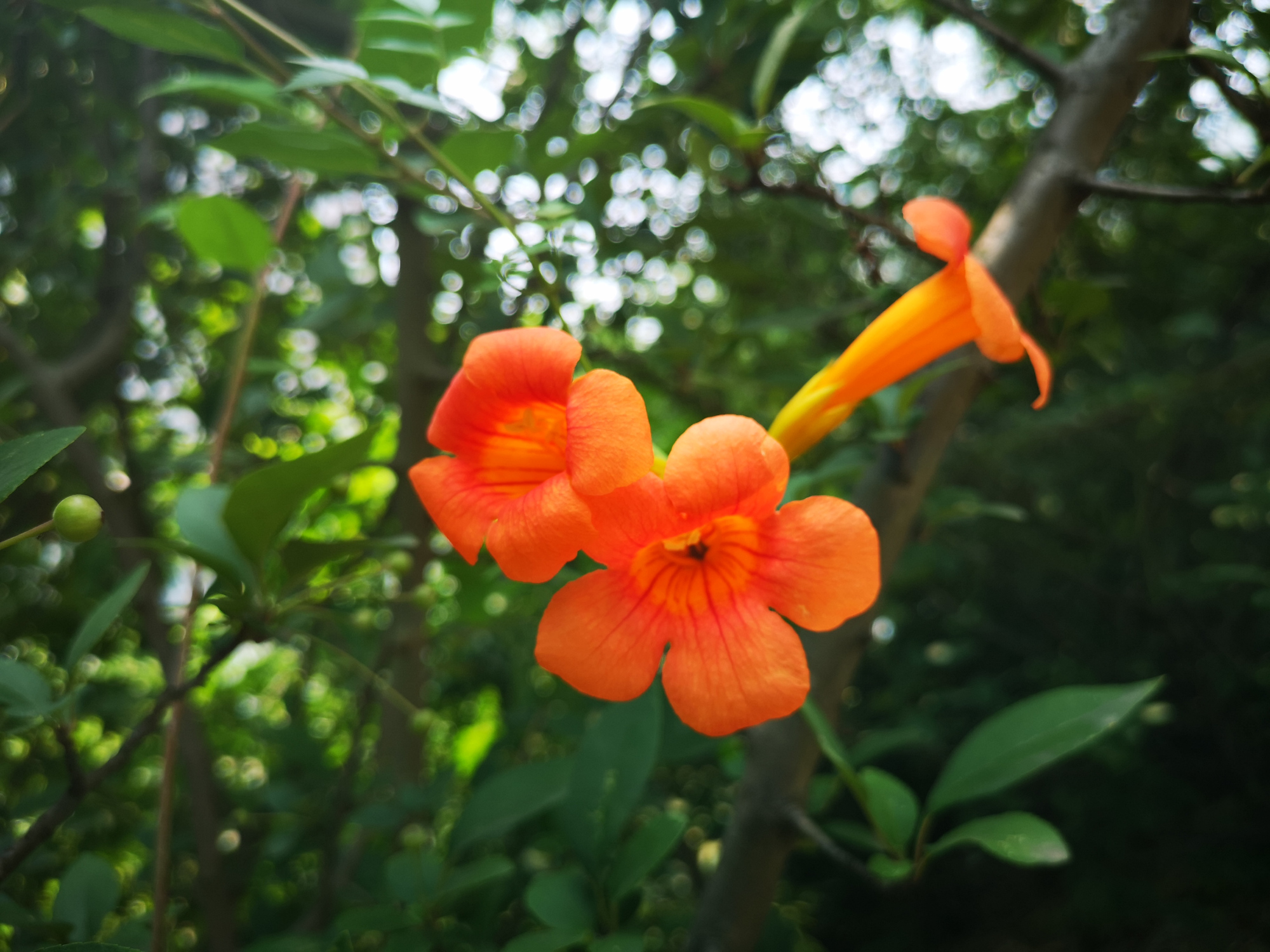 绽放在夏天的花，花绚烂，香也暖_百科TA说