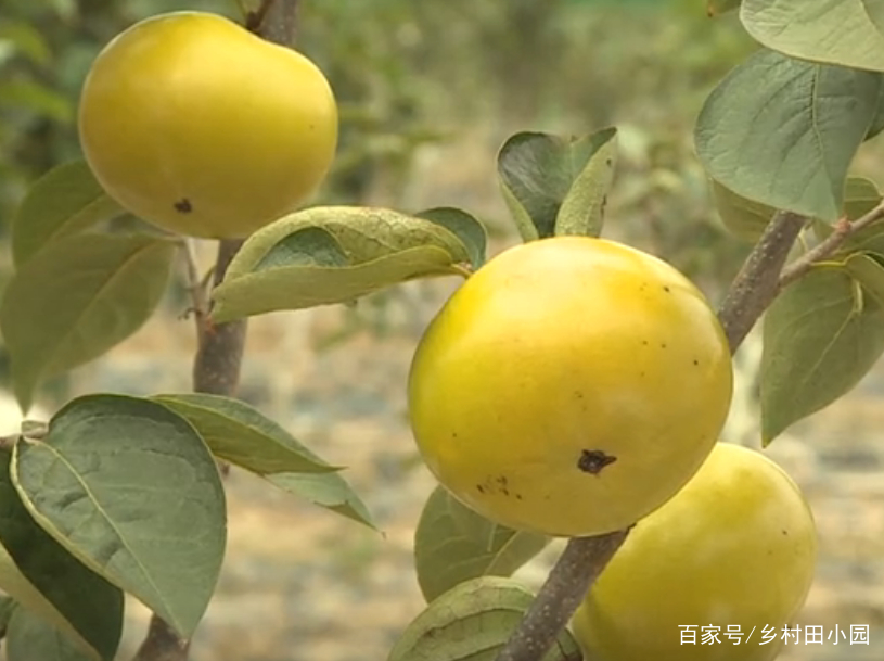 它是柿子又不是柿子，是苹果又不是苹果，不仅好吃，还能做菜煲汤_百科TA说