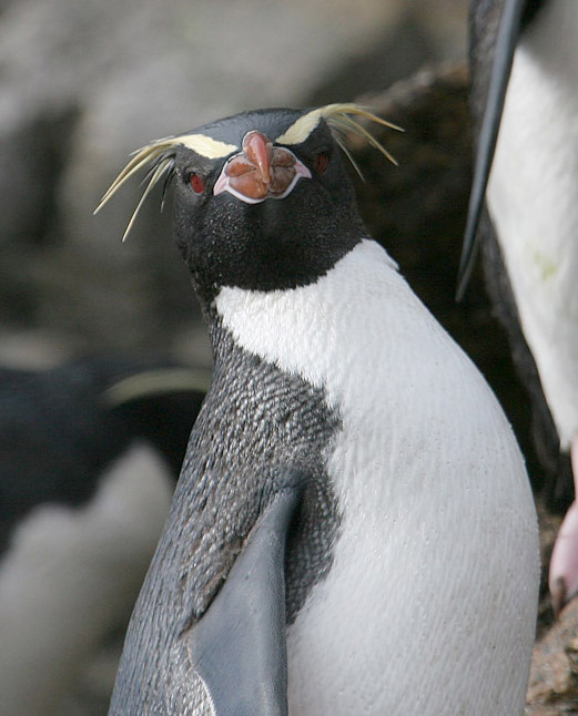  p>斯岛黄眉企鹅(学名: i>eudyptes robustus /i>):是鸟纲,企鹅科的一
