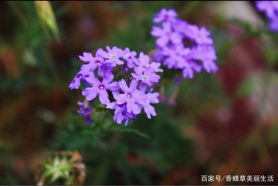 草本植物 美女樱 百科ta说