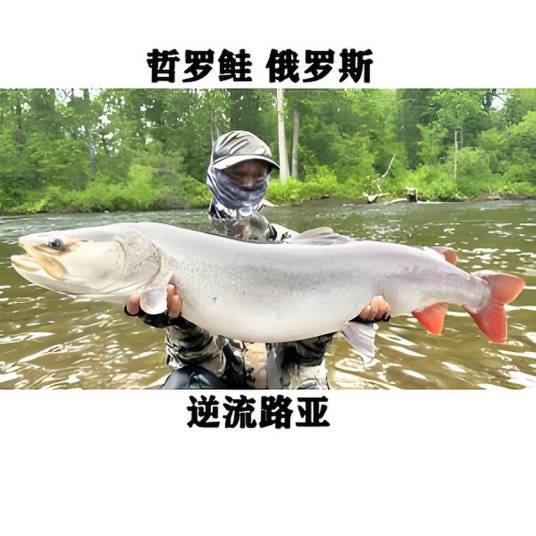 逆流的鱼(游钓中国)_百度百科