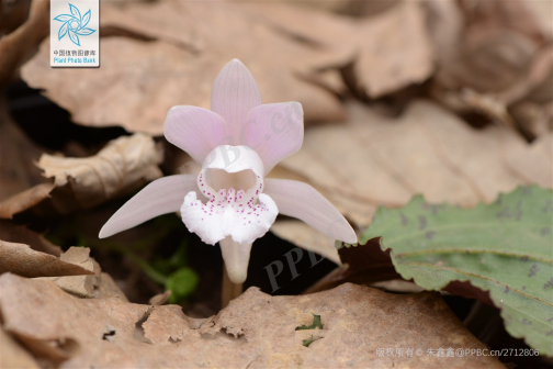 独花兰（兰科独花兰属植物）_百度百科