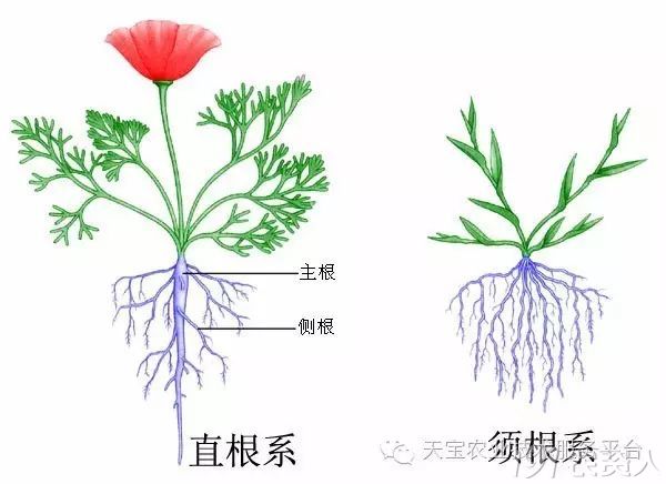 植物的根系 一切都是为了适应环境 百科ta说