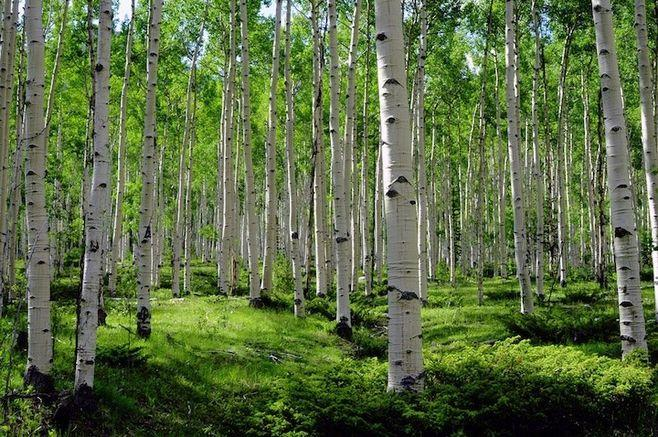 坚韧不拔的美好树种——杨树_百科TA说