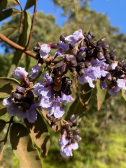 Bowdichia nitida_百度百科