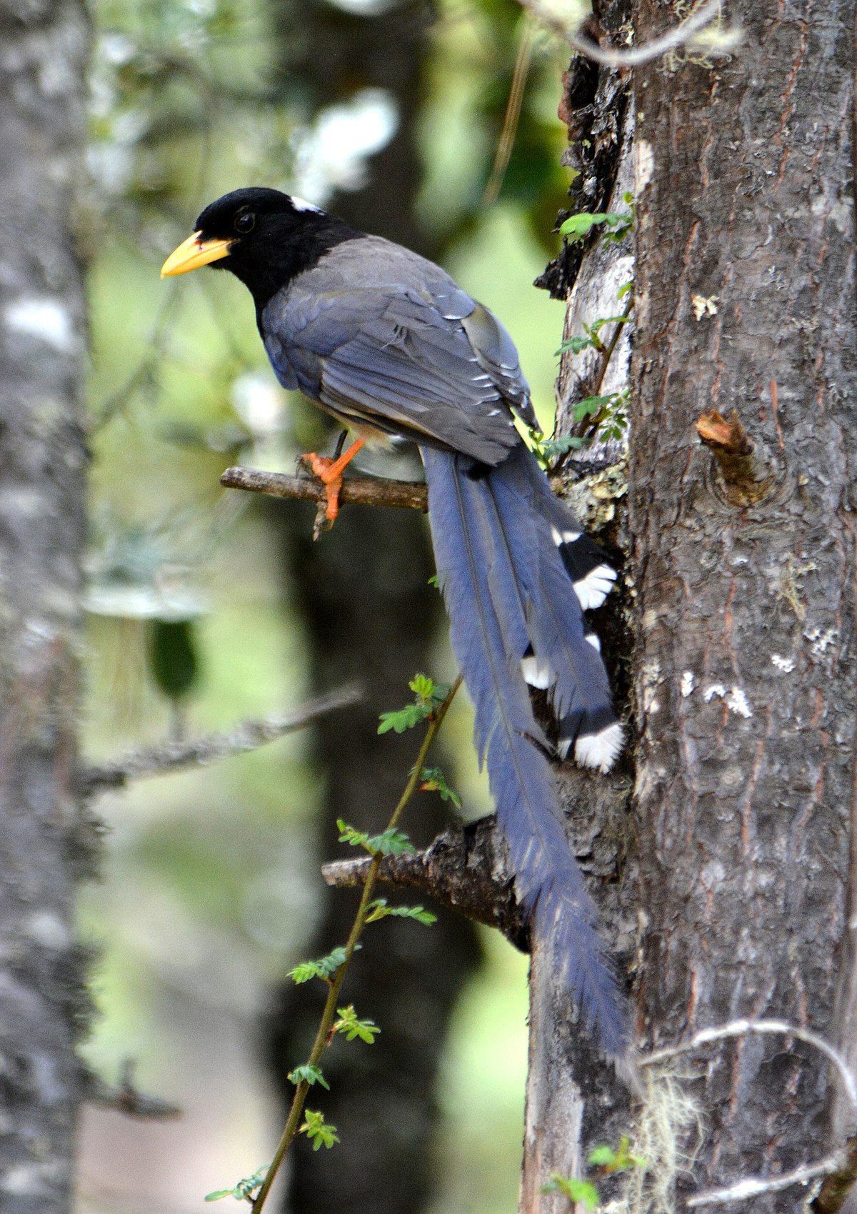  p>黄嘴蓝鹊(学名: i>urocissa flavirostris /i>)是鸦科,蓝鹊属的