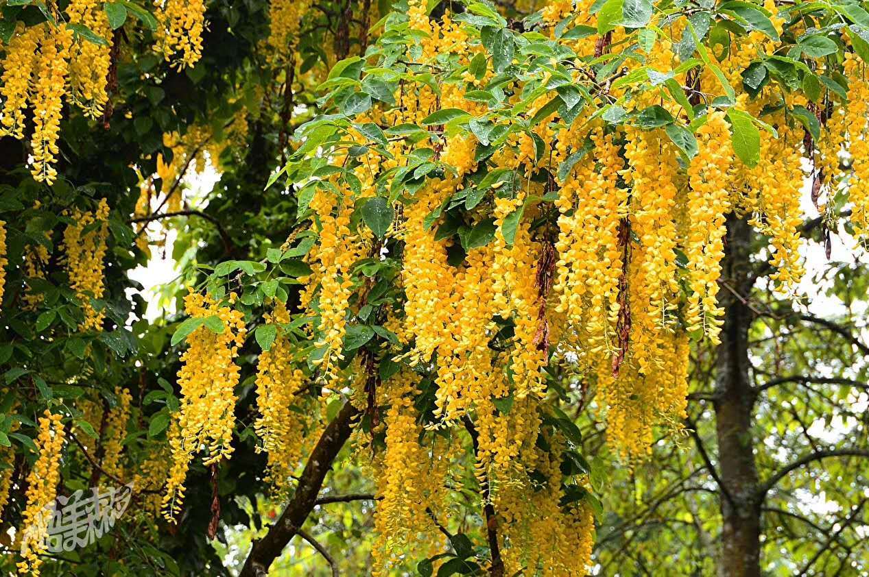  p>日本多花黄藤(拉丁学名:polygonum japanese)属