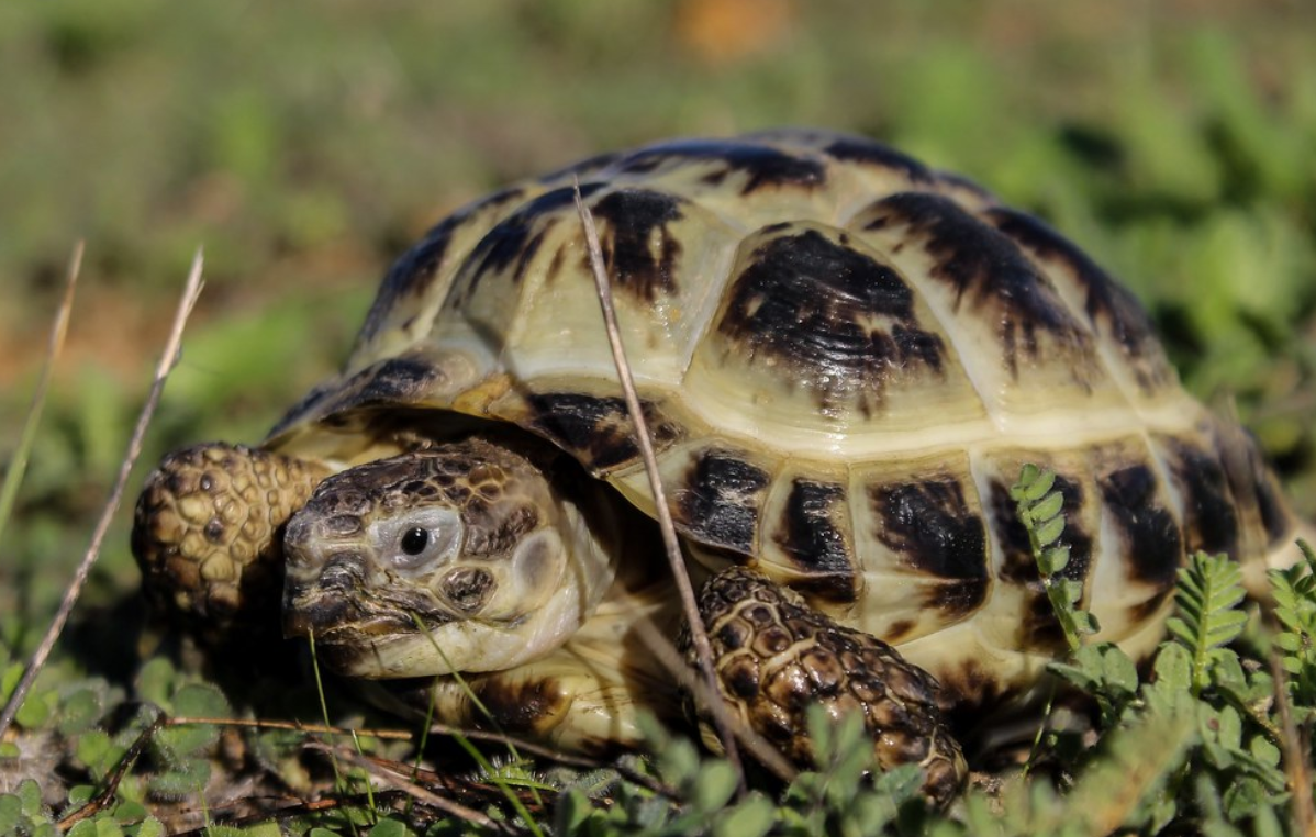  p>四爪陆龟( i>testudo horsfieldii /i>):又叫草原龟,是爬行纲,陆龟