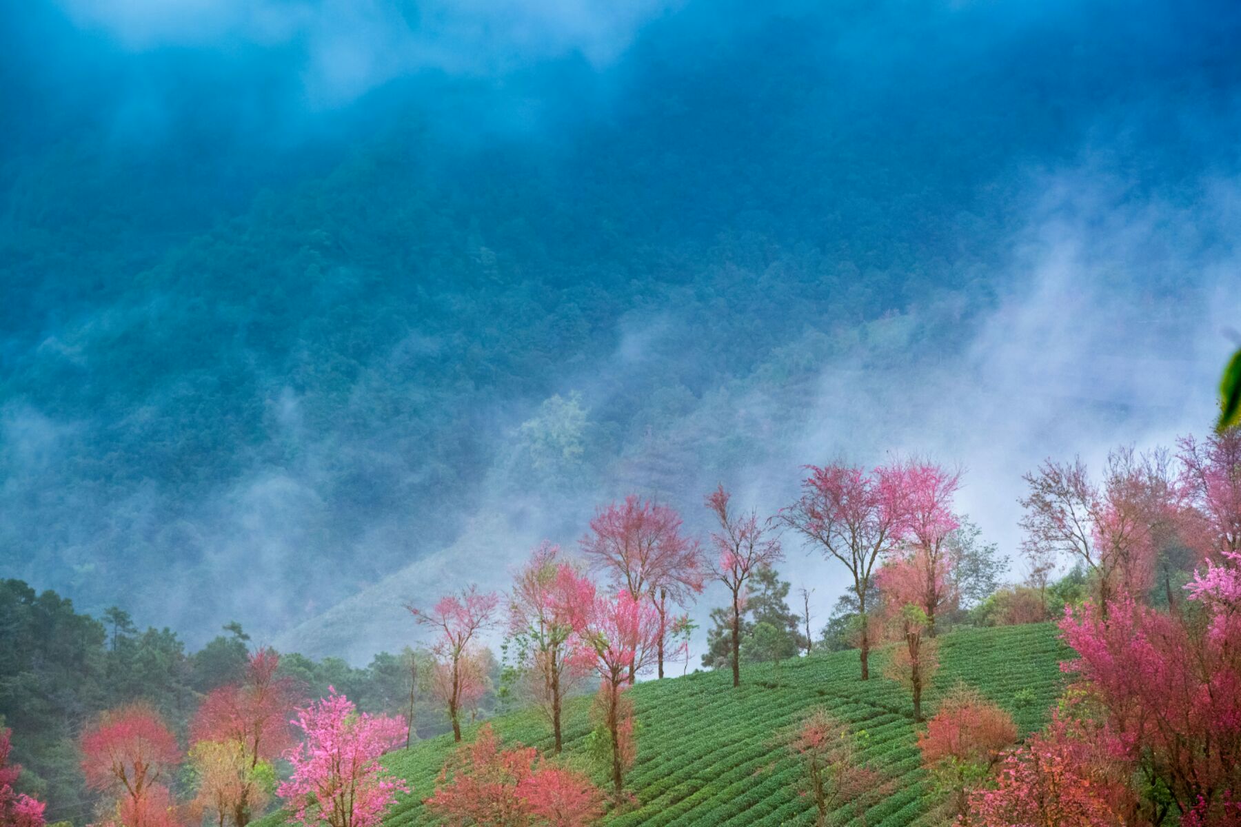 ="go05ulc9zk">无量山镇,隶属于云南省大理白族自治州南涧彝族自治县