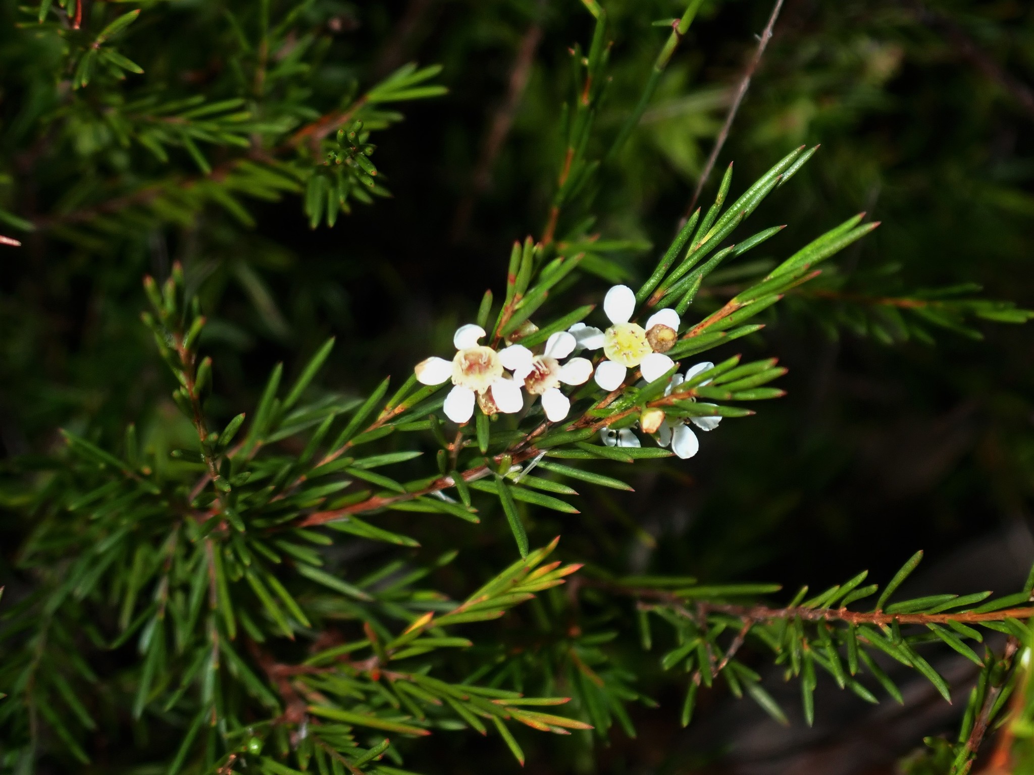是桃金娘科岗松属的小乔木或灌木状植物.