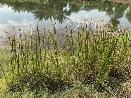 大藨草_百度百科