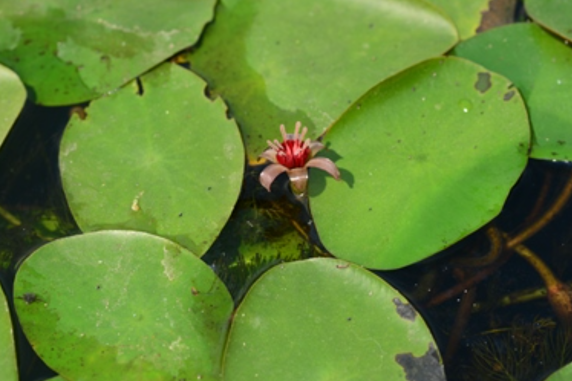 f. gmel.),莼菜科莼菜属多年生水生草本植物.