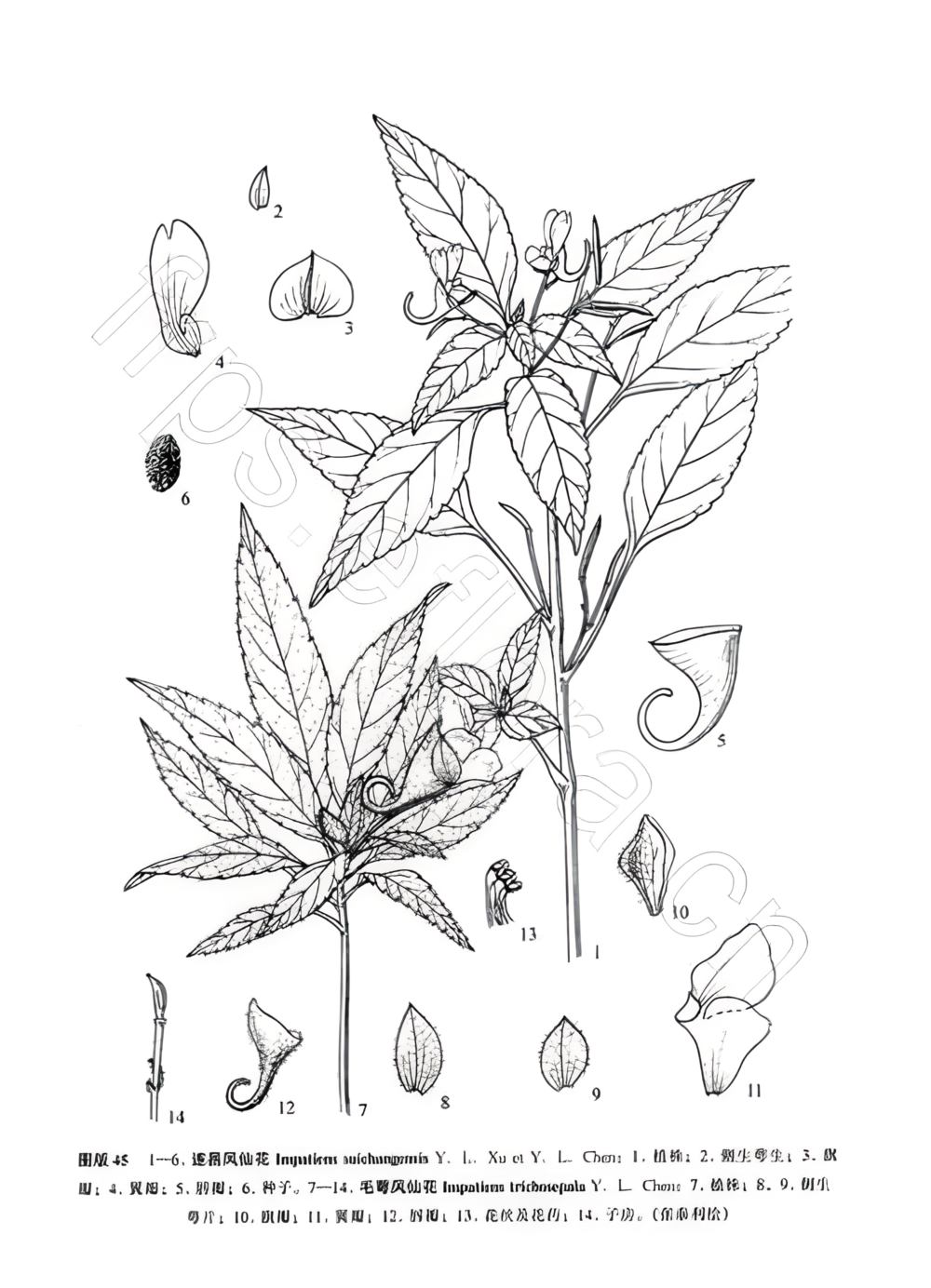 遂昌凤仙花