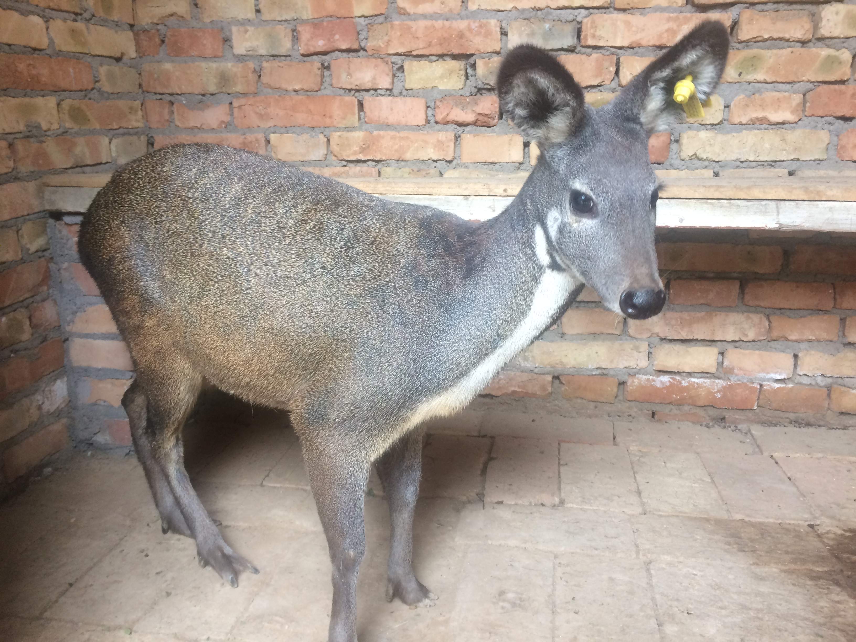 class="ref" data-ctrid="tieqdlqtqmww">安徽麝,是麝科麝属脊索动物