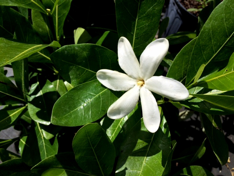  p>塔希提岛栀子(学名: i>gardenia /i>  i>taitensis /i> dc.
