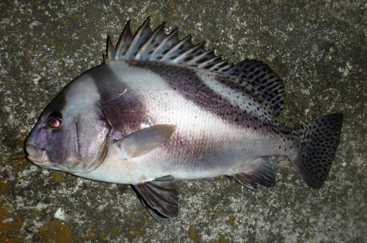 花尾胡椒鲷 百度百科