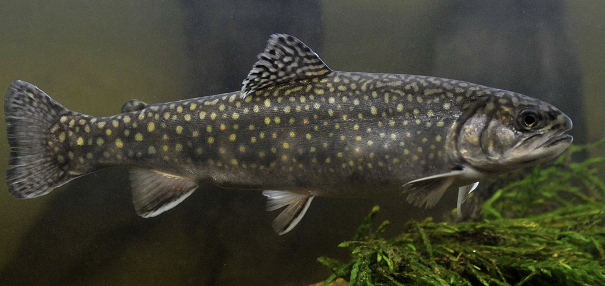 美洲红点鲑(学名: i>salvelinus fontinalis /i>)是鲑科,红点鲑属鱼类