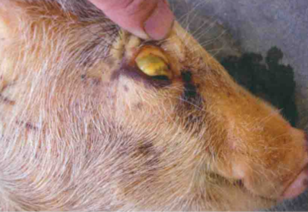 猪钩端螺旋体病