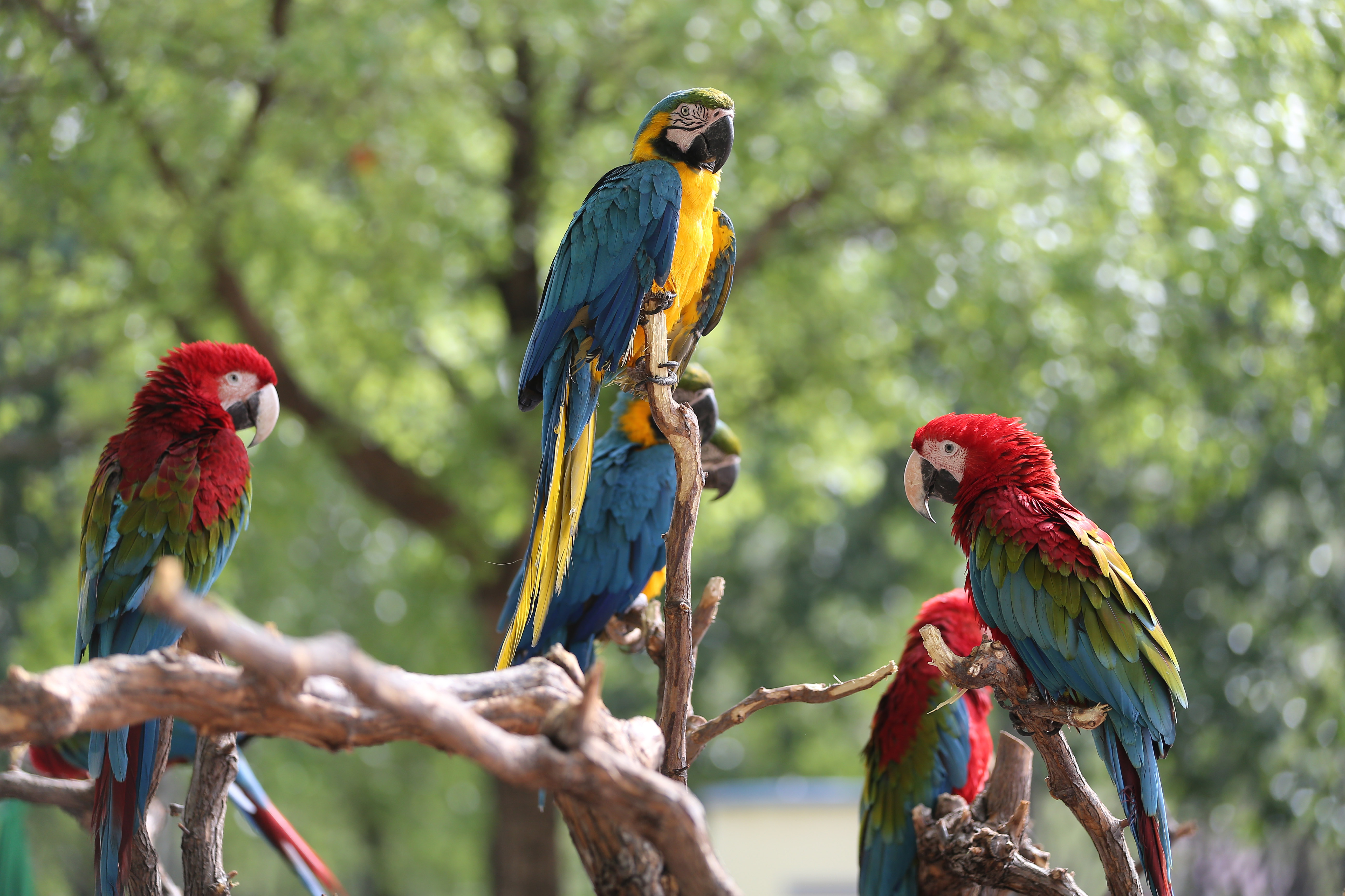 金刚鹦鹉大力无比
