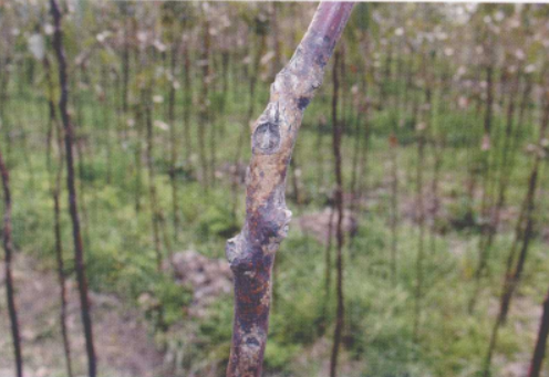  p>香樟溃疡病是由葡萄座腔菌等引起的,发生在香樟的病害.