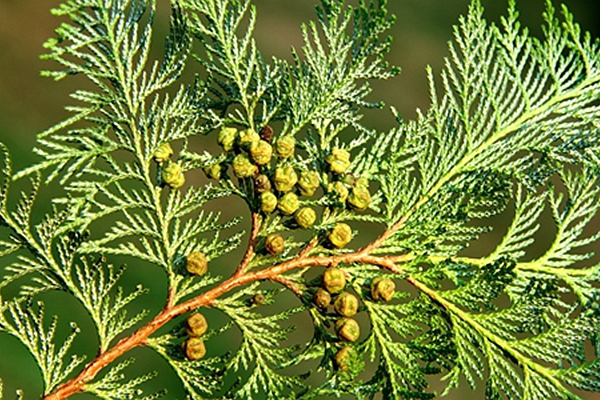 日本花柏(日本花柏的养护)