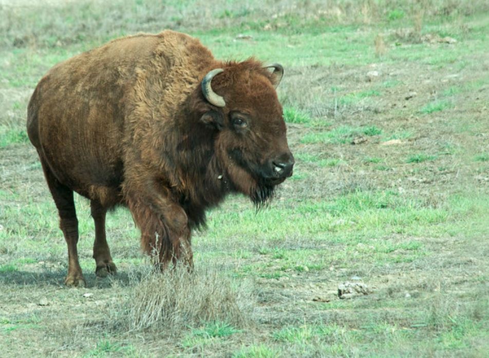  p>野牛属(学名: i>bison /i>):哺乳纲,牛科动物.