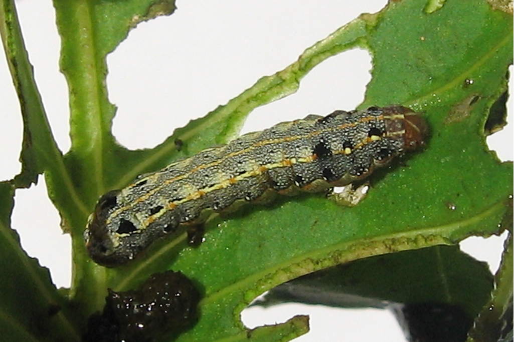 水生蔬菜田斜纹夜蛾