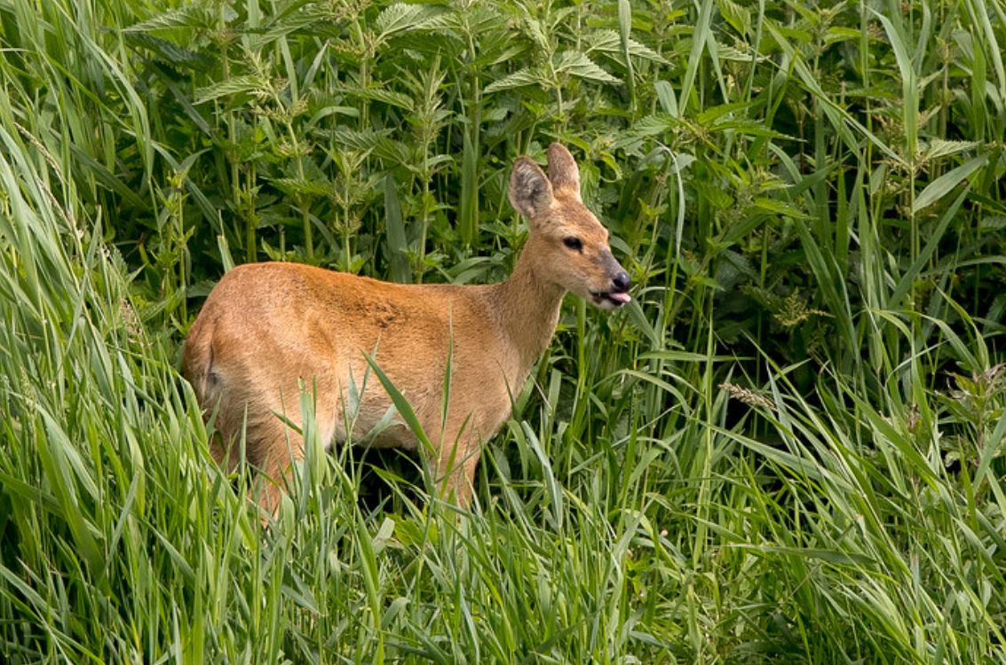  p>獐(学名: i>hydropotes inermis /i>):是偶蹄目,鹿科的 a href="#"
