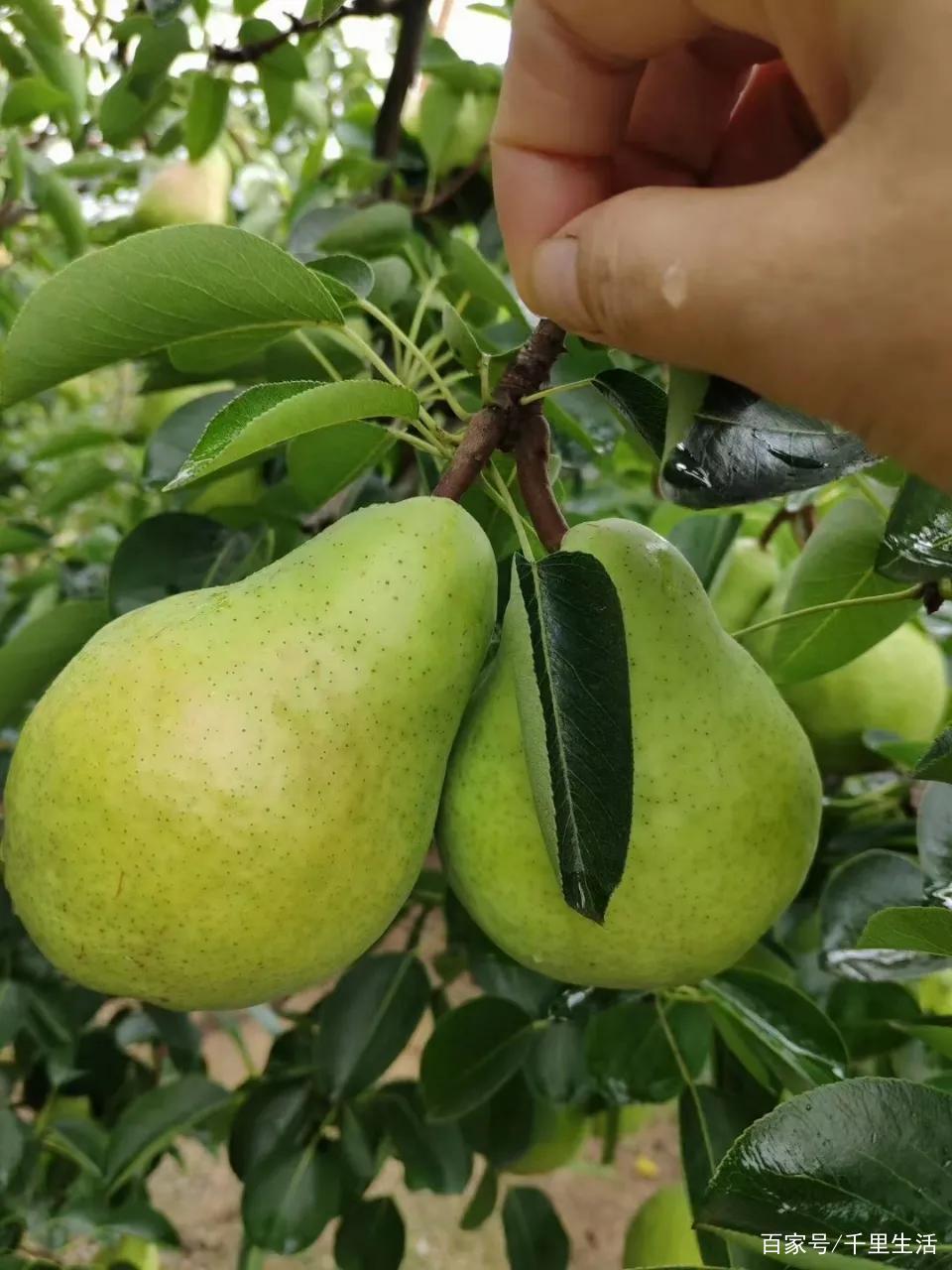 山东太婆梨，“葫芦梨”，拥有“冰淇淋”般的口感，吃一口就上瘾_百科TA说