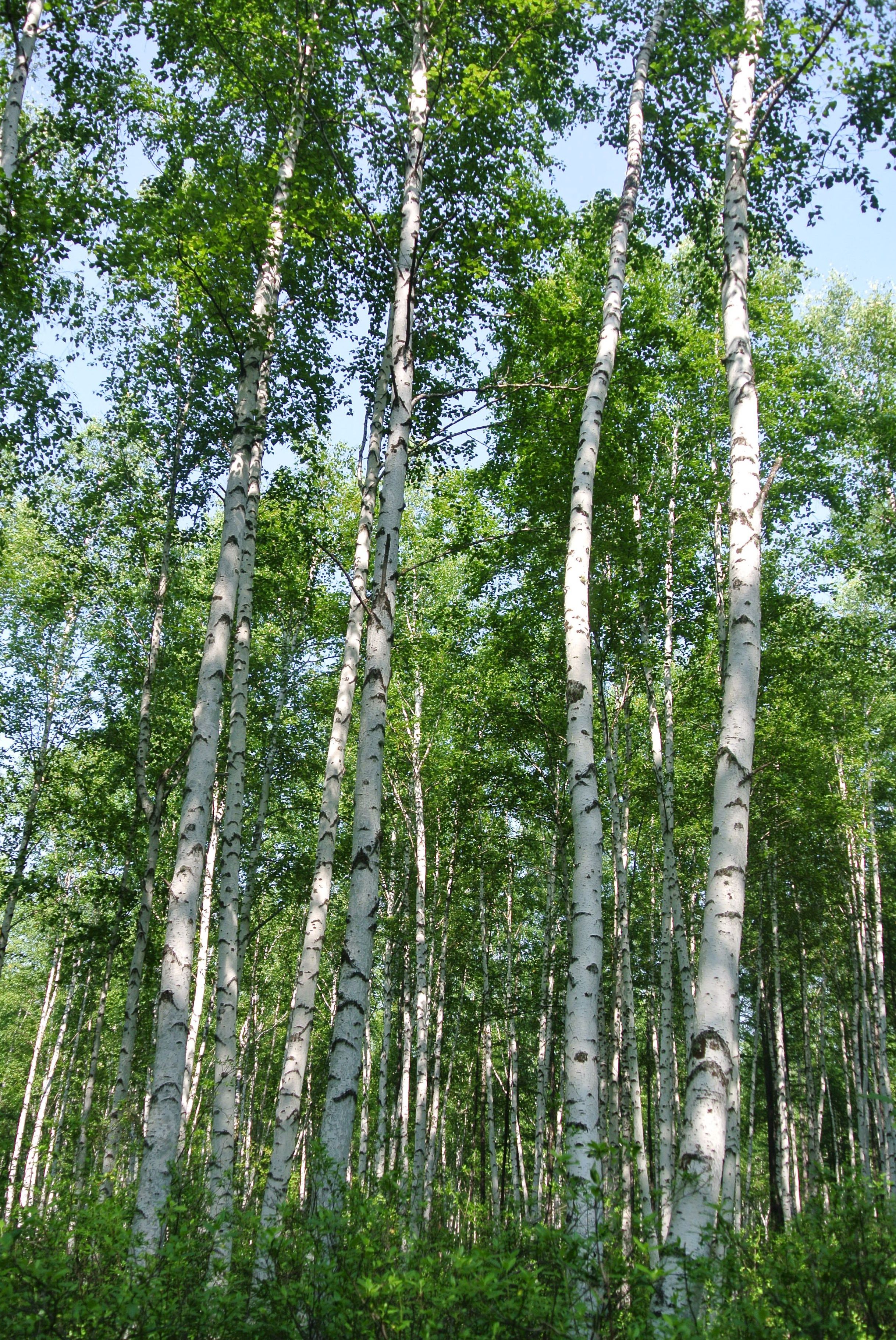 西南桦云南昌宁群体29家系