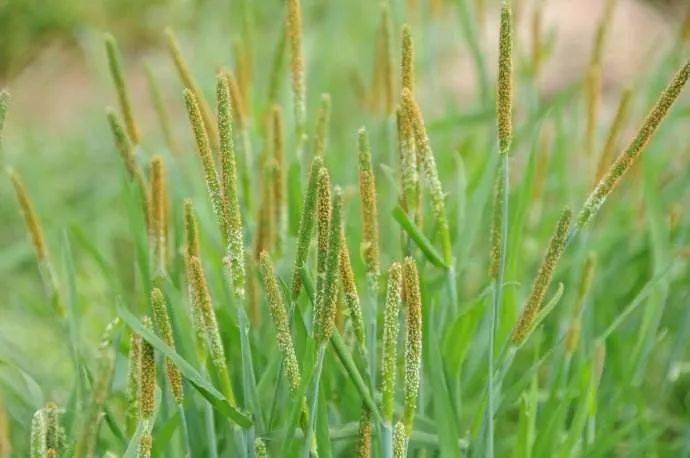 铺地黍（禾本科黍属植物）_百度百科