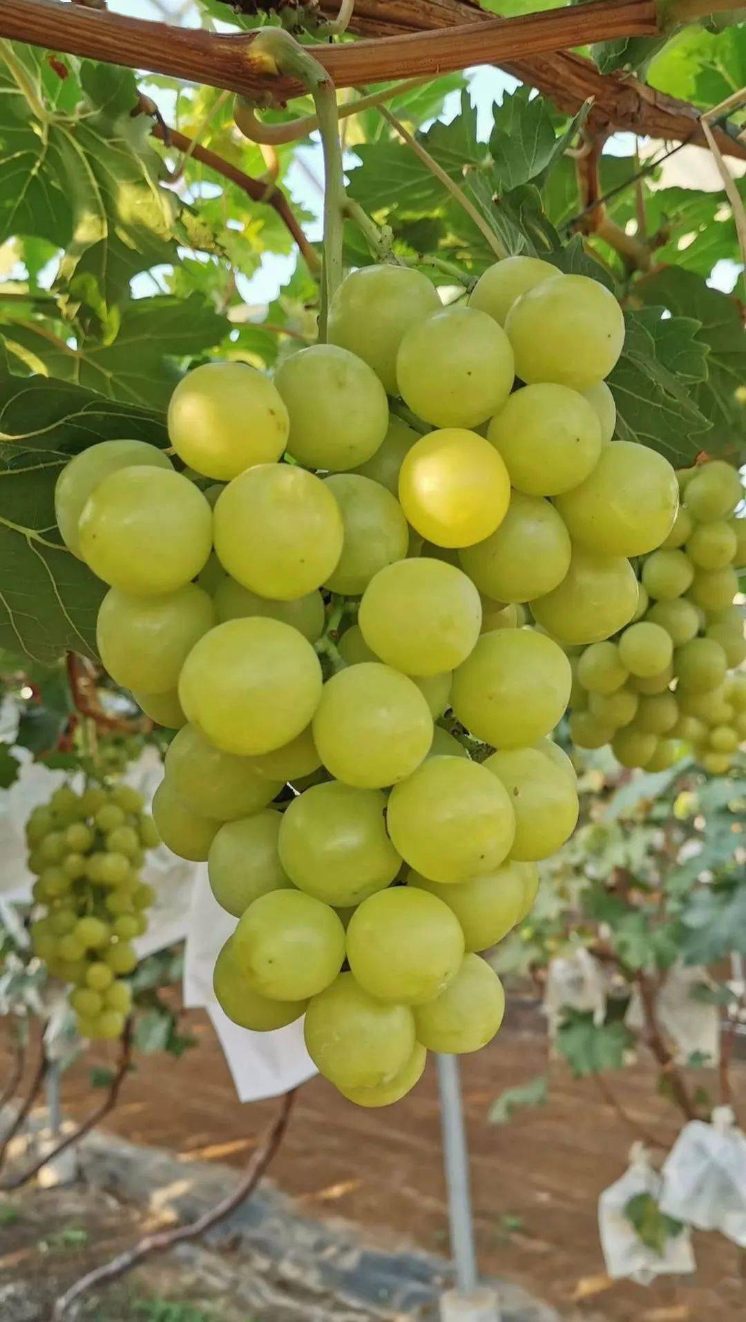 黄香蜜葡萄,又名超甜葡萄,是最甜的葡萄新
