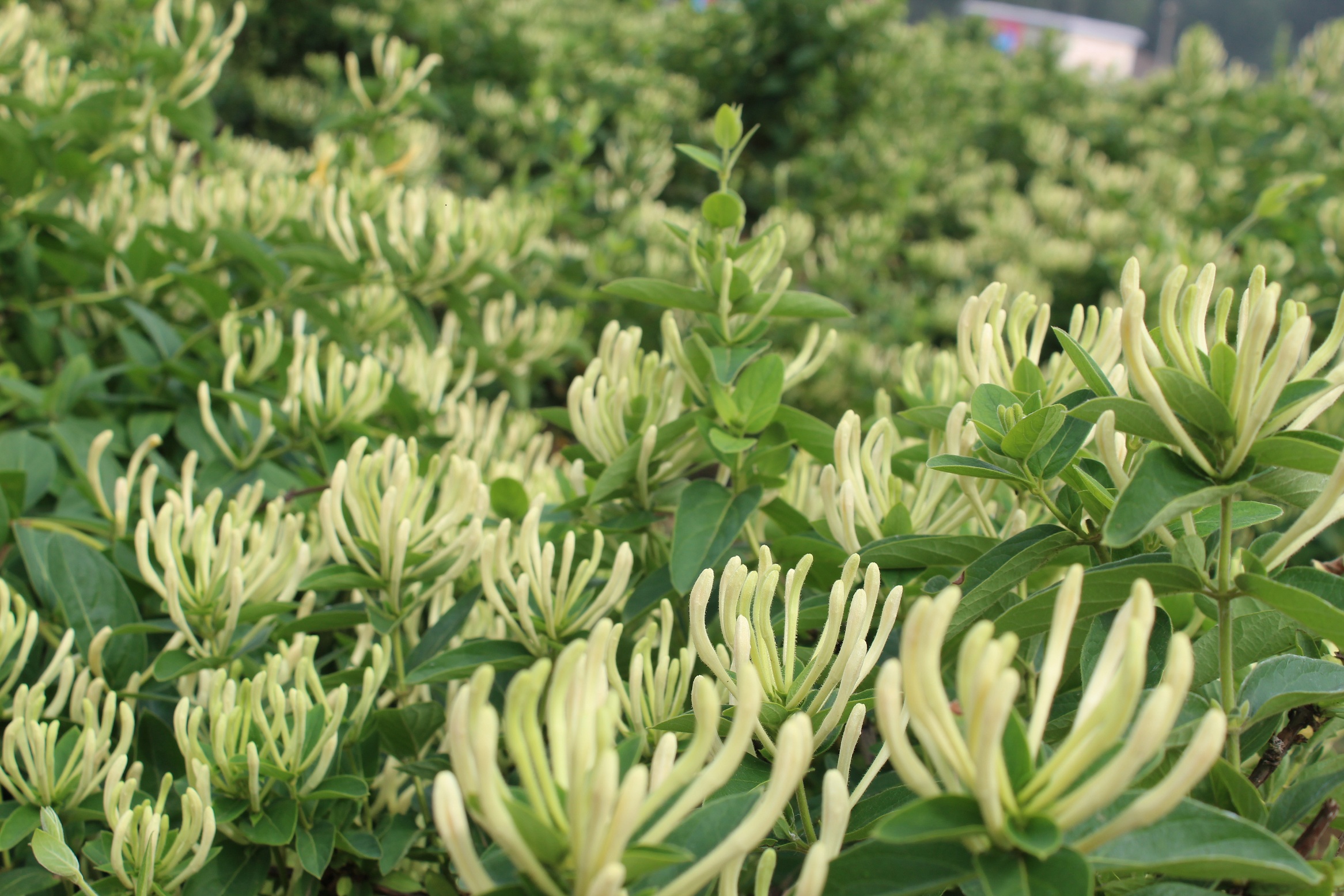 山东四季金银花