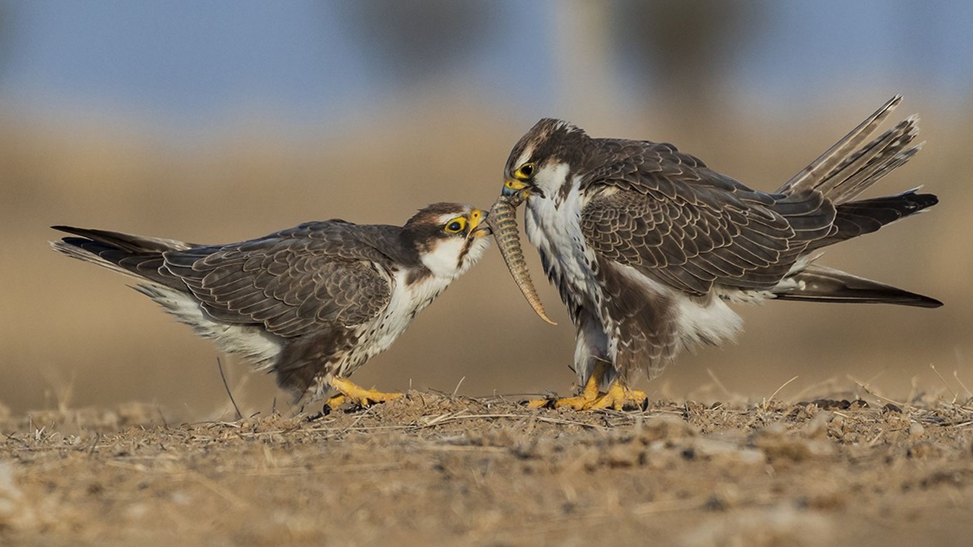  p>印度猎隼(学名: i>falco jugger /i>):是隼科,隼属的一种中型猛禽.