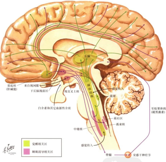 上丘_百度百科