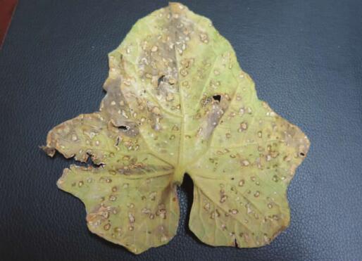  p>节瓜霜霉病是由古巴假霜霉菌引起的,发生在 a target="_blank"