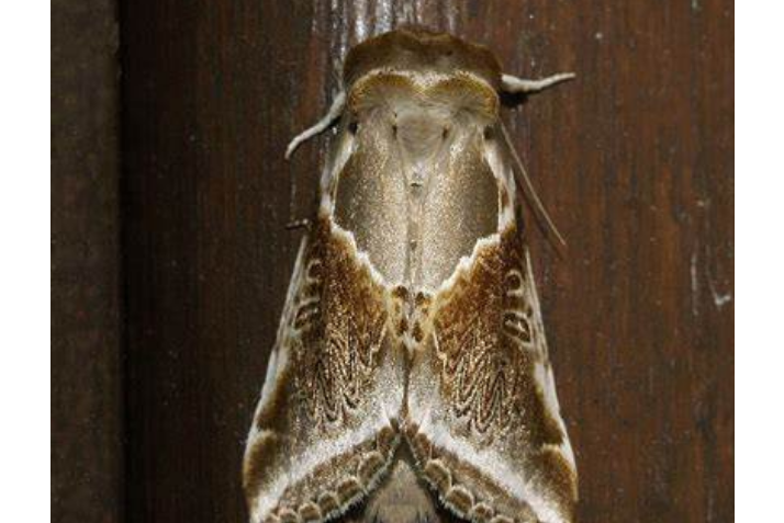 warren,1912)是 a target="_blank" href="/item/波纹蛾科/8602551"