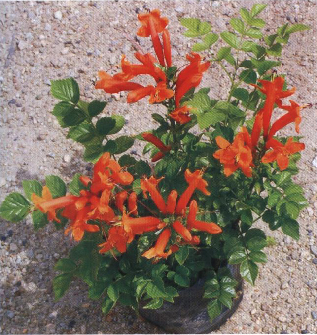  p>硬骨凌霄属(tecomaria spach )是 a target="_blank" href="/item