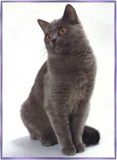 此种铜黄色眼睛之蓝猫,其大而结实之身躯与纤细之四肢成明显之对比.