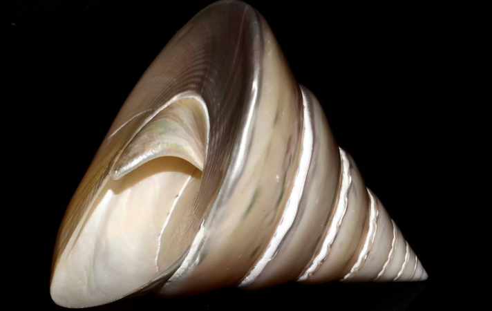  p>钟螺科(学名:trochidae)也称 a href="#" data-lemmaid="3024377">