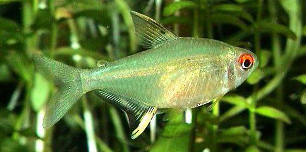  p>柠檬灯鱼,学名为丽鳍望脂鲤 (hyphessobrycon pulchripinnis),又称
