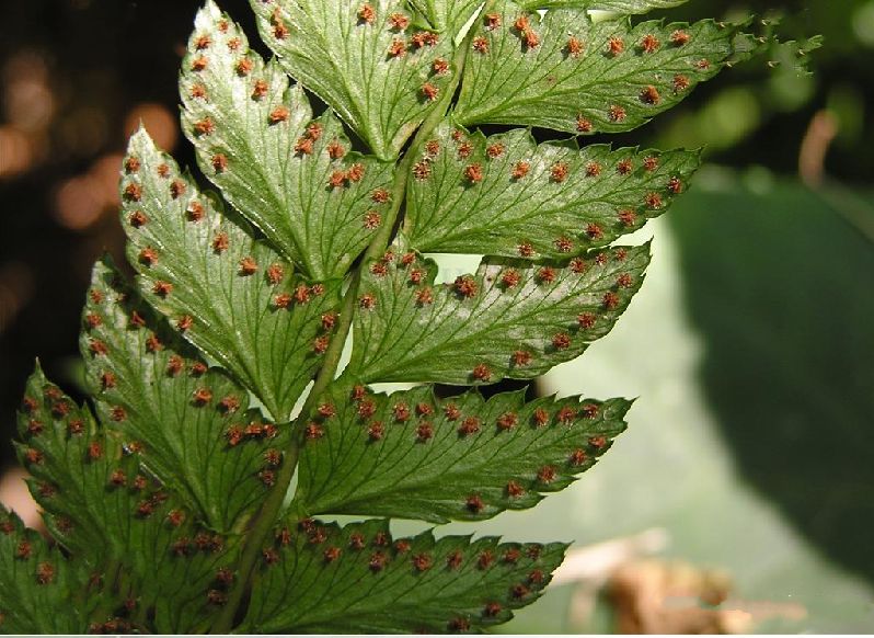 arachniodes rhomboidea (wall. ex mett.) ching