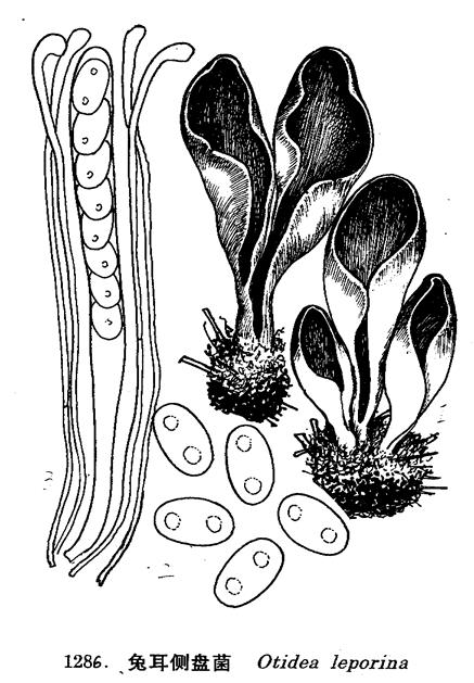  p> a href="#" data-lemmaid="1111113">子囊盘 /a>向一侧延长,对侧