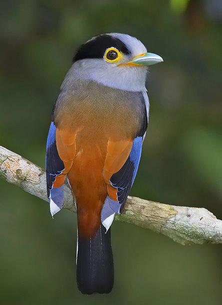  p>银胸丝冠鸟海南亚种(学名:serilophus lunatus polionotus)是雀形