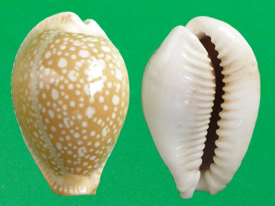  p>初雪宝螺(学名:erosaria miliaris miliaris)是腹足纲宝螺科的 a